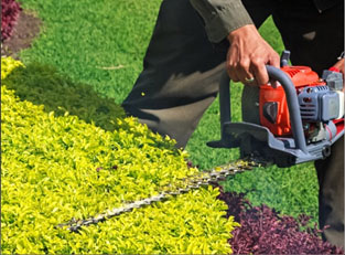 man using electric hedge trimmer